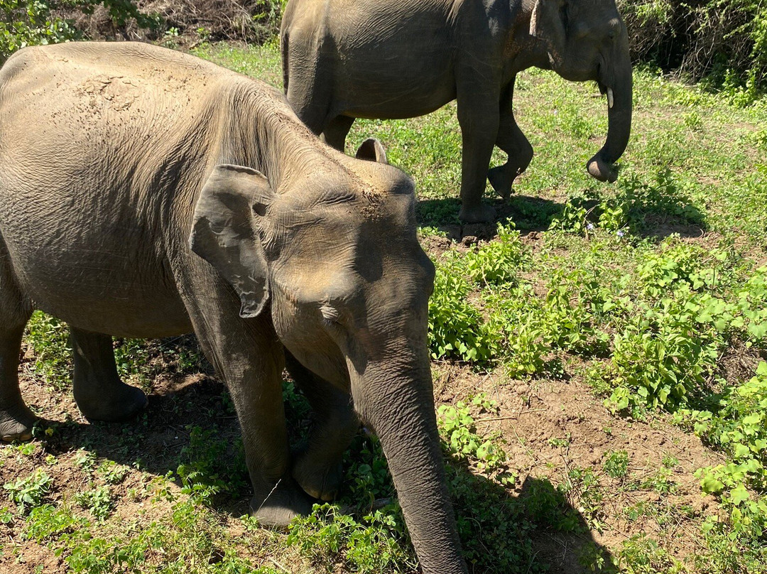 Udawalawe Safari With Sujee-乌达瓦拉瓦必去景点