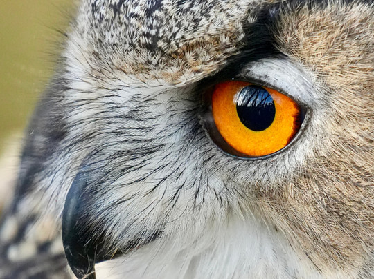 Bird on the Hand Falconry Experiences-Church Langton必去景点