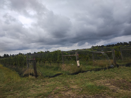 Terrace Edge Vineyard & Olive Grove-Waipara必去景点