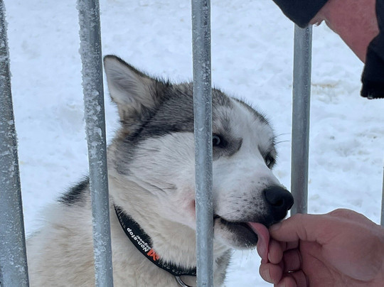 Arctic Circle Husky Park-罗瓦涅米必去景点