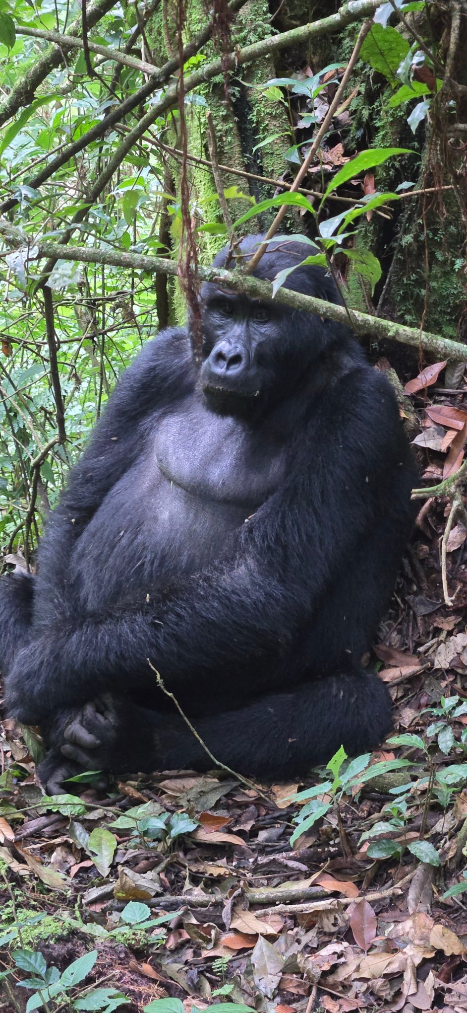 Gorilla Safari Lodge-官方