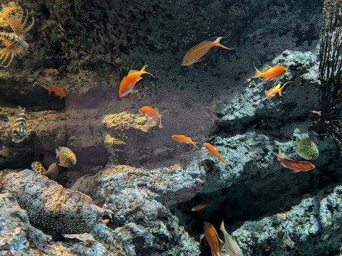 名古屋港水族馆-名古屋市必去景点