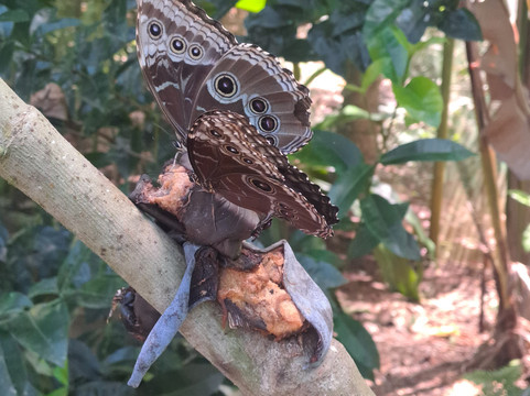 Royal Butterflies-哈科必去景点
