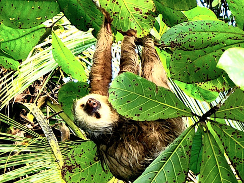 Tortuguero Canal-利蒙港必去景点