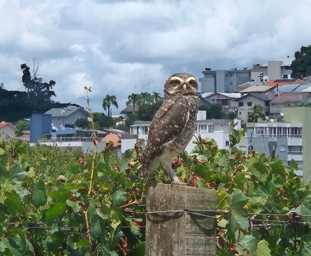 Vinicola Luiz Argenta-Flores Da Cunha必去景点