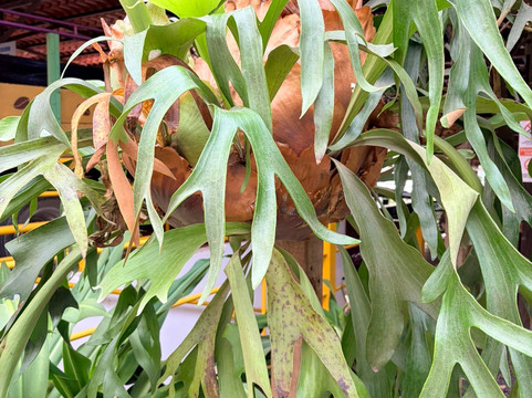 Hacienda La Chimba-圣安娜必去景点