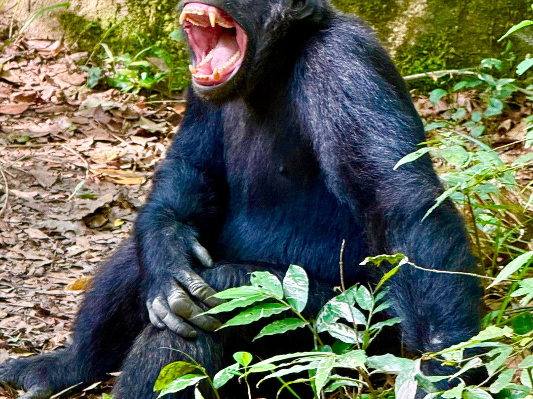 Uganda Adventure Safaris-坎帕拉必去景点