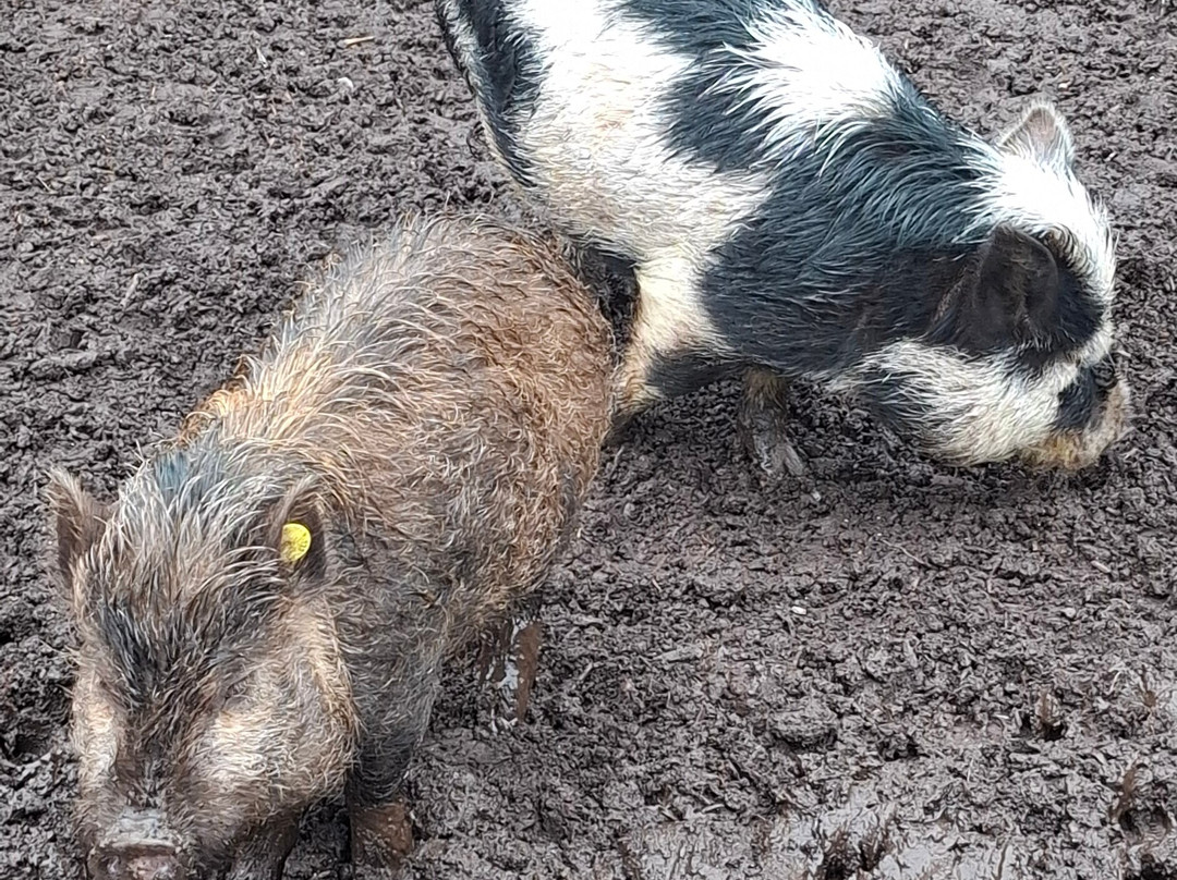 Kew Little Pigs Farm Ltd-Amersham必去景点