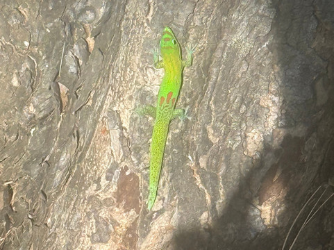 Magic Mountain Overlook-莫雷阿岛必去景点