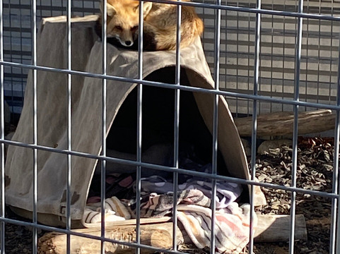 Forever Wild Exotic Animal Sanctuary-Phelan必去景点