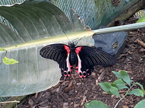 Butterfly Gardens @ Middleton Common Farm-Westmeston必去景点