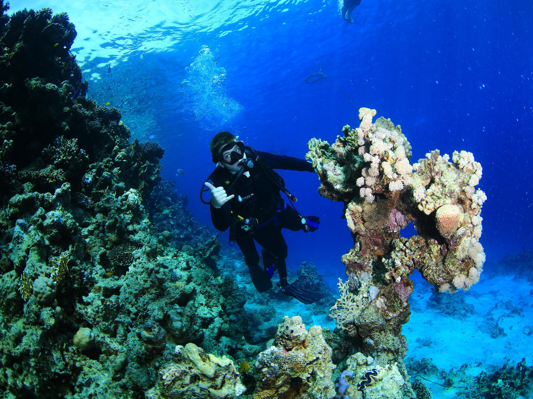 Eagle Divers Egypt-沙姆沙伊赫必去景点
