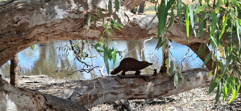 Ess Lagoon Reserve-Casterton必去景点