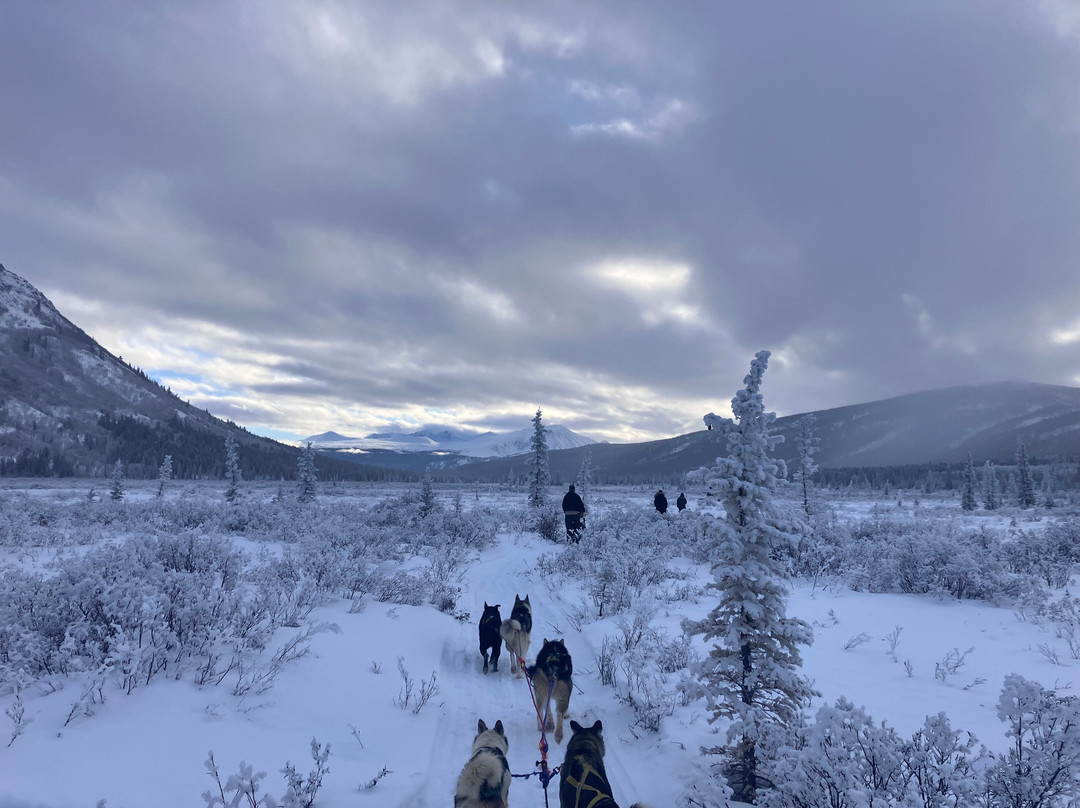 Boreal Kennels-Carcross必去景点