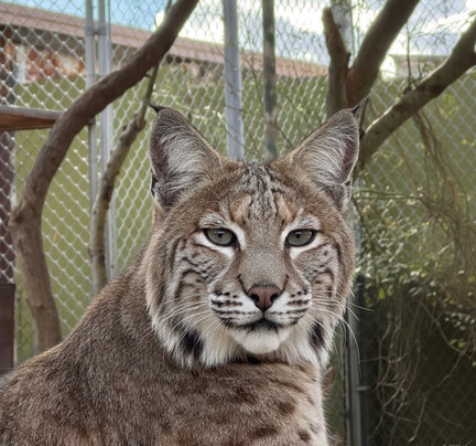 Southwest Wildlife Conservation Center-斯科茨代尔必去景点