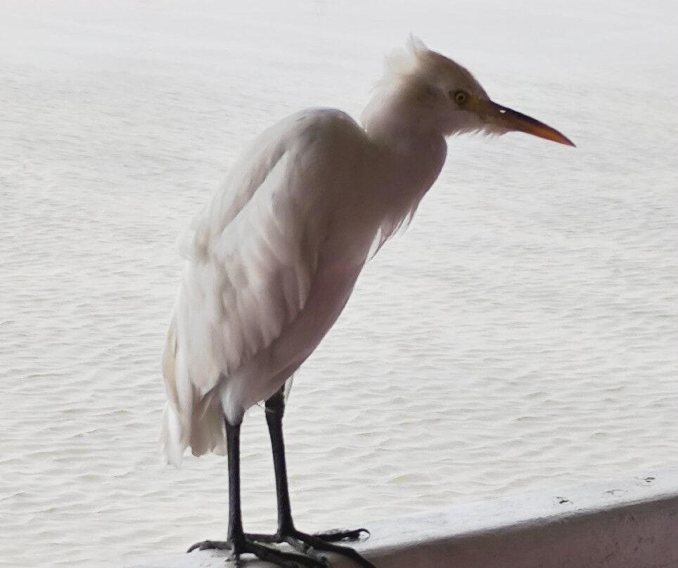 尼克瑞纳桑三水主图