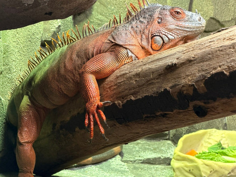 Pili Palas Nature World-Menai Bridge必去景点