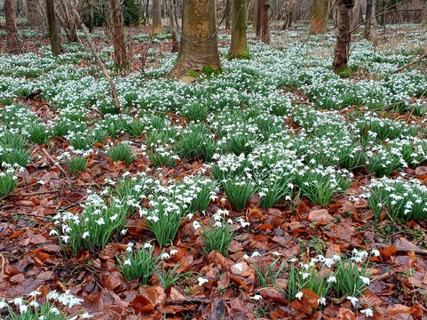 Champneys Henlow Spa-Henlow必去景点