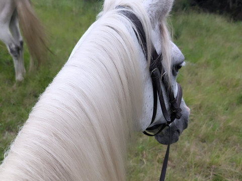 Perdepoort Horse Tails-荒野必去景点