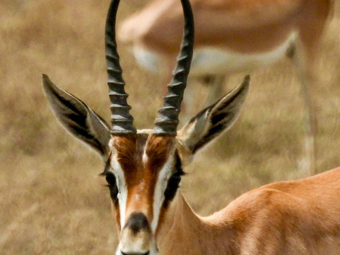 UBUNTU SAFARIS & TOURS COMPANY-阿鲁沙必去景点