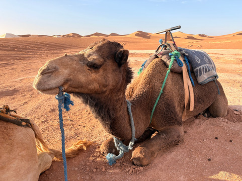 Top Dessert Tours-马拉喀什必去景点