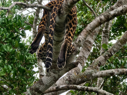 Yala Full Day  Safari Danushka(kosa)