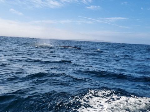 Avistamiento de Ballenas