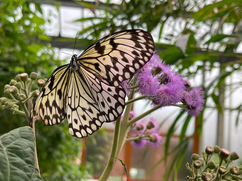热带蝴蝶馆，野生动物和狩猎中心-谢菲尔德必去景点