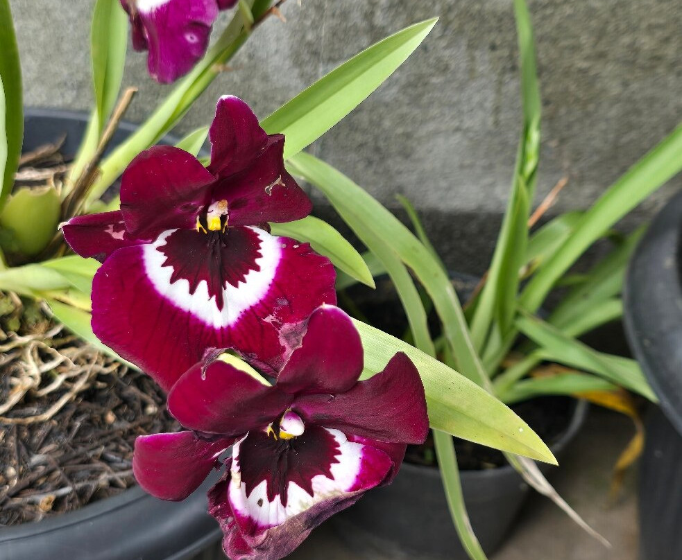 The Blooms Garden-达巴南必去景点