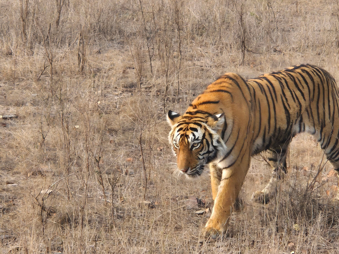 Ranthambore Tiger Safari-瑟瓦伊马托布尔必去景点