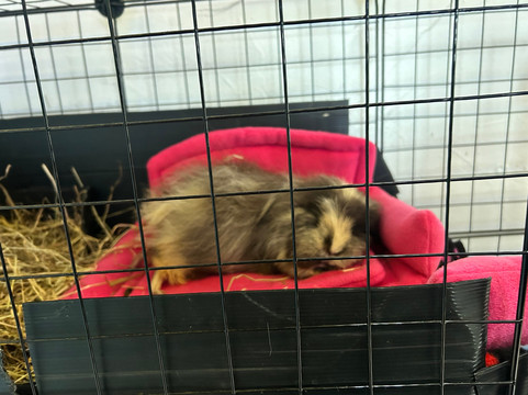 Cavies & Cake-Fakenham必去景点