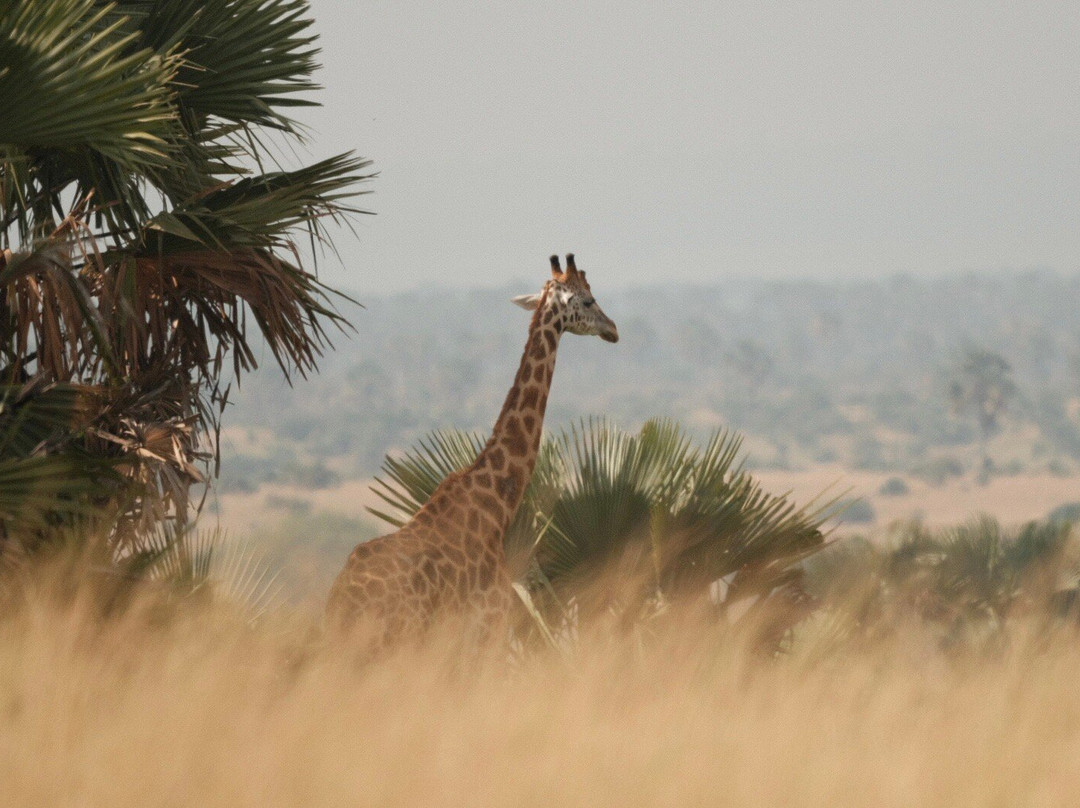 Kajie Safaris-坎帕拉必去景点