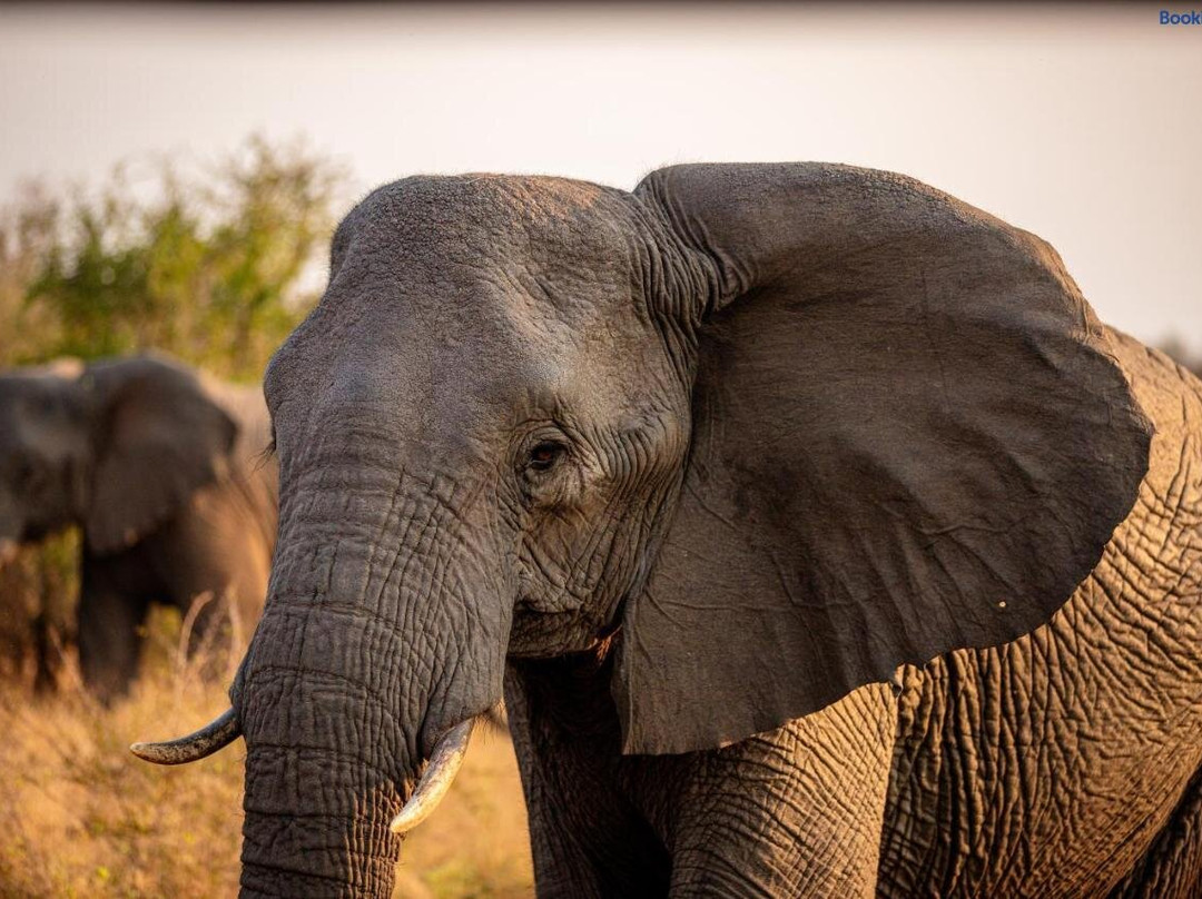 Namaacha酒店住宿-Hlane Royal National Park