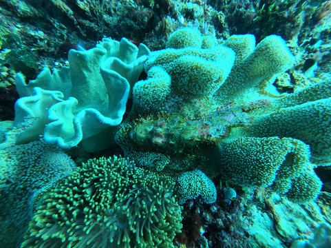 Buccaneer Diving-帕杰必去景点