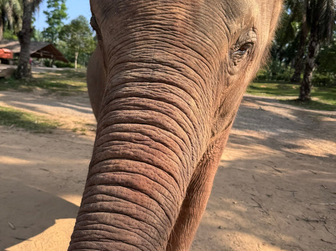 Krabi Elephant House Sanctuary-Sai Thai必去景点