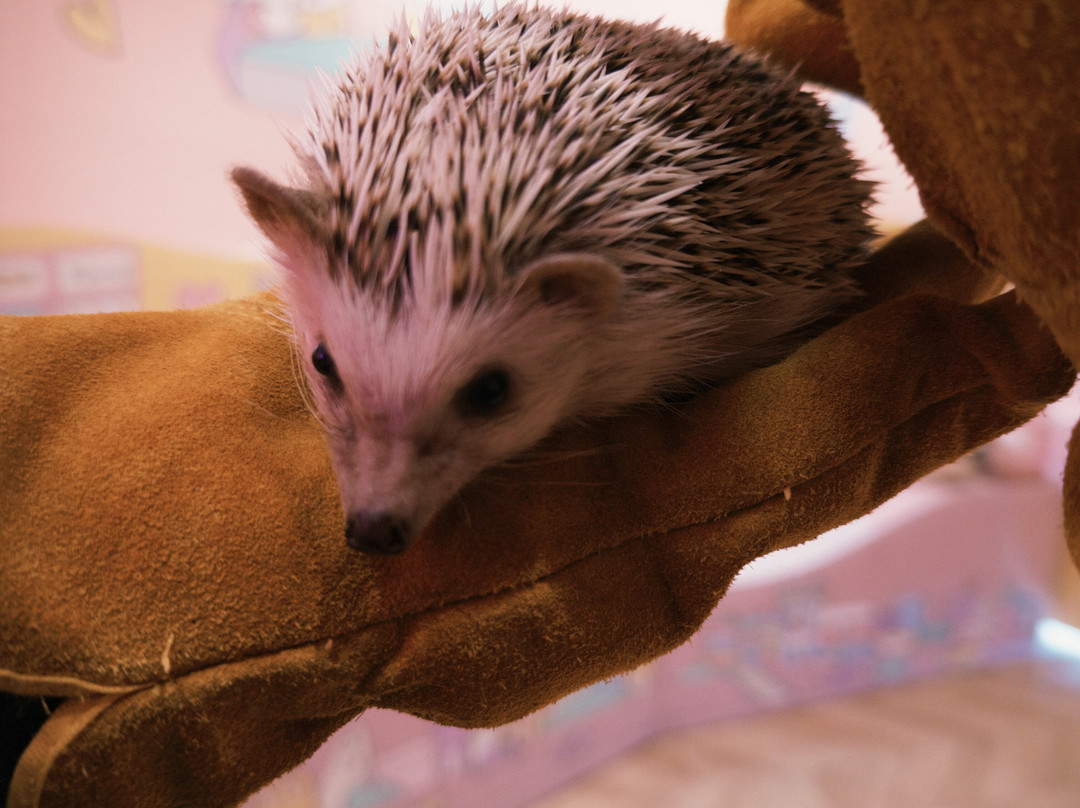 Harajuku Kawaii Land Kyun Kyun-涩谷区必去景点