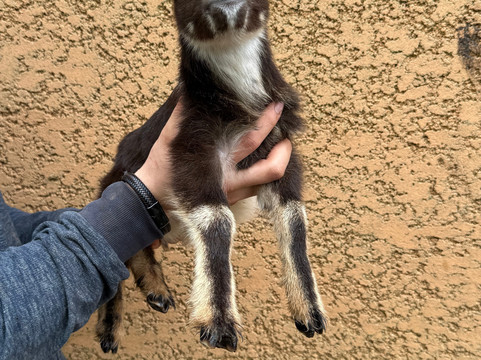 Les Animaux De Fairytale-Cap-d'Agde必去景点