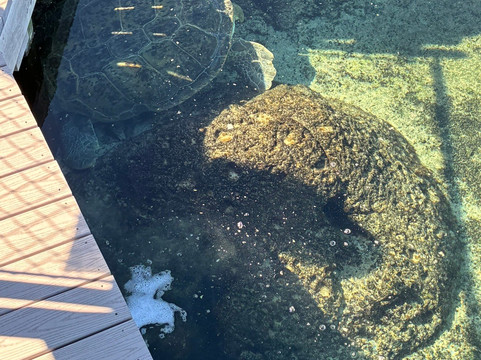 Florida Oceanographic Coastal Center-斯图尔特必去景点