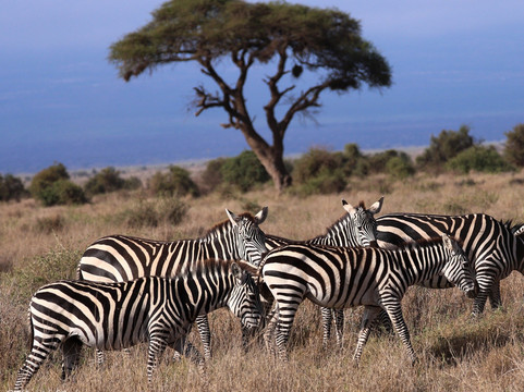 Africa Safari Trips-内罗毕必去景点