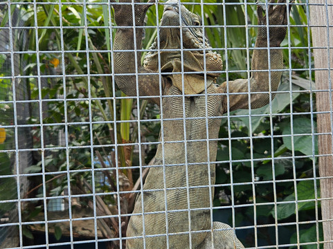 Blue Iguana Conservation Tour-North Side必去景点