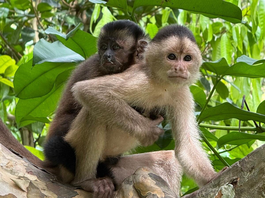 La Isla De Los Monos-伊基托斯必去景点