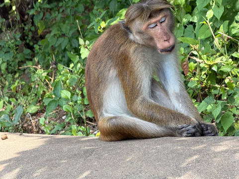 Luba Tours-Aluthgama必去景点