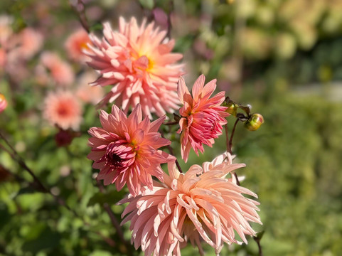 Ayrburn-箭镇必去景点