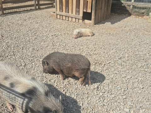 Città Della Domenica-佩鲁贾必去景点