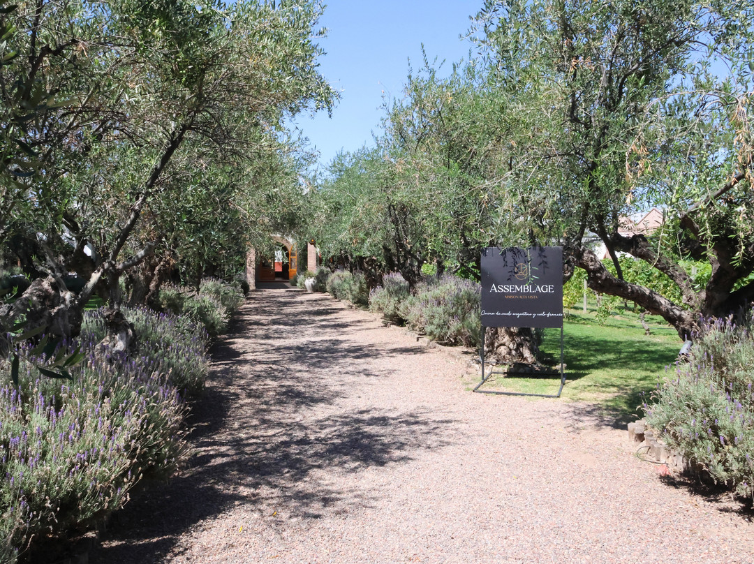 Bodega Alta Vista-路冉得库约必去景点