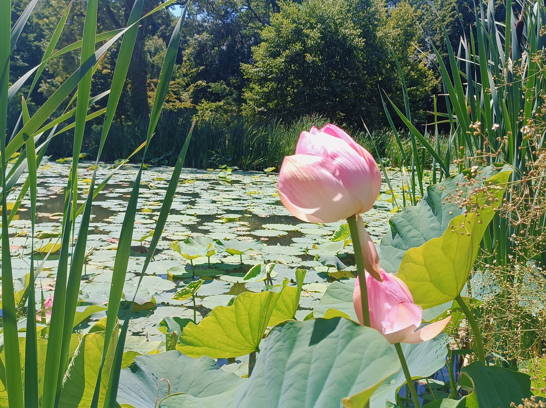 Camifolia Garden-Chemille必去景点