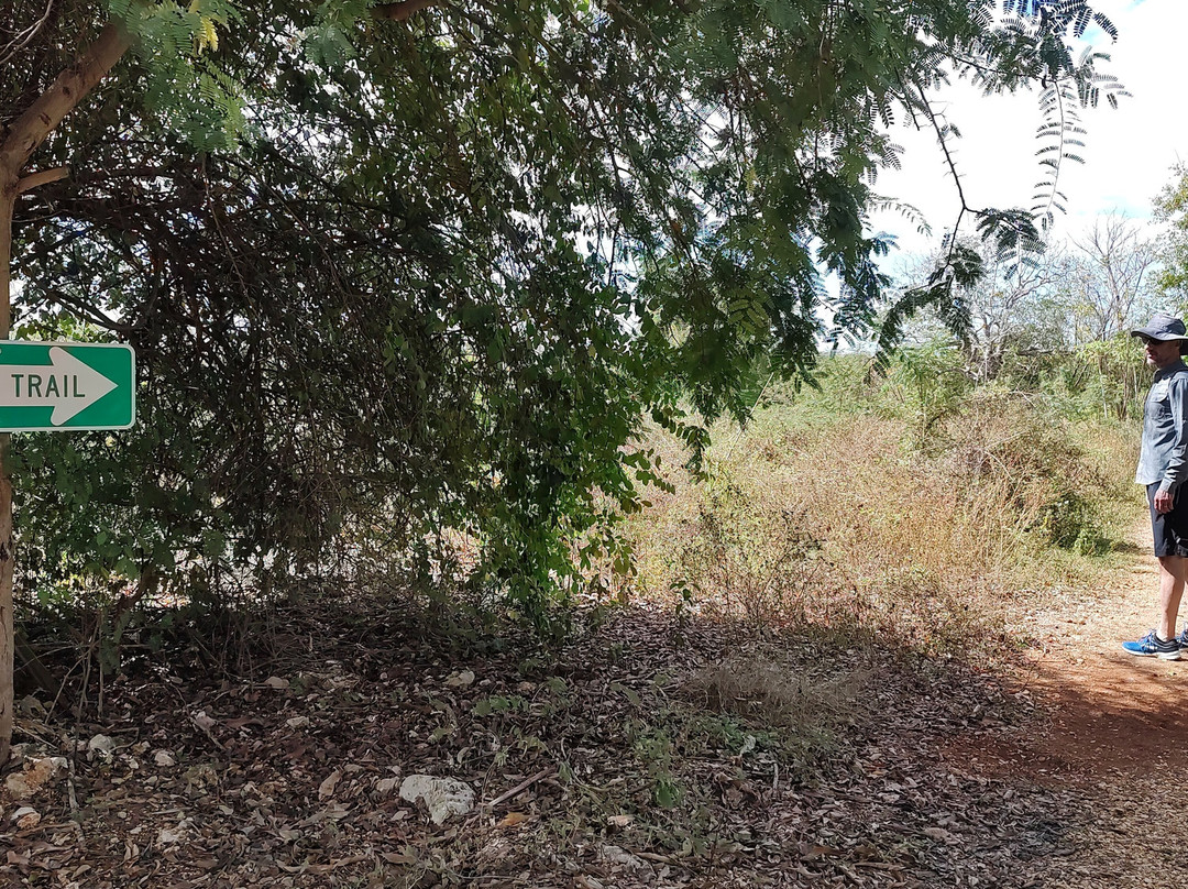 Mastic Trail-大开曼岛必去景点