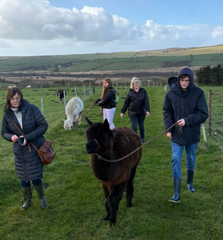 Alpaca Trekking Cornwall-康沃尔必去景点