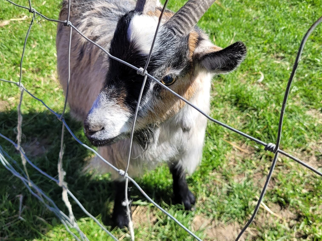 Tiny Steps Petting Farm-Bourne必去景点