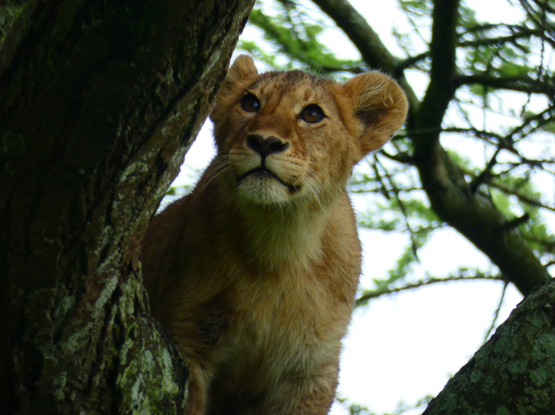 Leopard Tours Limited-阿鲁沙必去景点